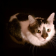 Image for article titled Caturday Night Special: Reader Kitties Are Surly & Sweet